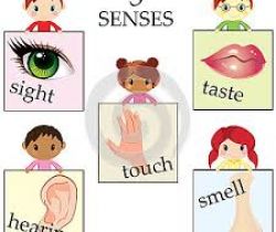 Five Senses