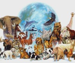 Animals