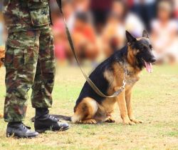 Tiere auf dem Job