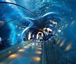 Une visite à l’Aquarium (comprend partie 1 et II)