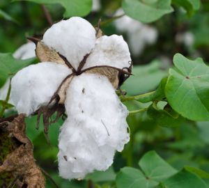 India’s Transgenic Cotton Tragedy