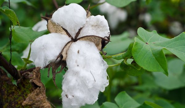 La tragedia del algodón transgénico de la India