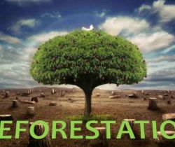 Déforestation