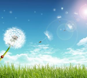 Beautiful dream