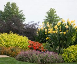 Naturaleza (plantas y flores)