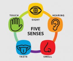 Cinq sens