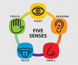 Five Senses