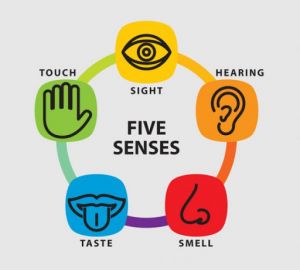 Cinco sentidos