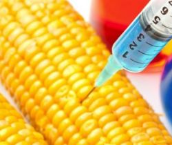 Genetically Modified crops