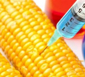 Geneticamente modificati colture