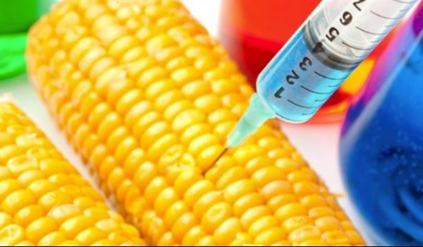 Geneticamente modificati colture