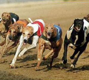 Carrera de galgos