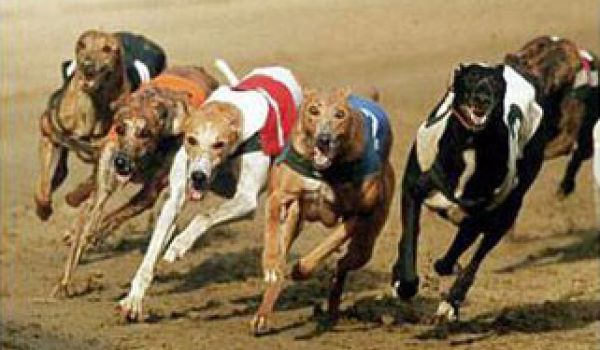 Carrera de galgos