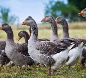 Corte francés exonera a productor de foie gras de crueldad