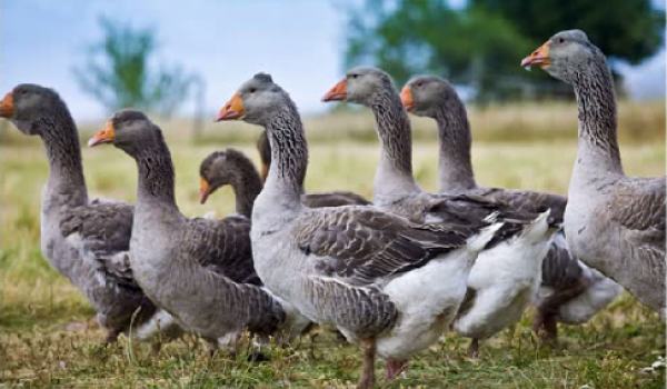 Corte francés exonera a productor de foie gras de crueldad