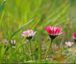 Nature (plantes et fleurs)