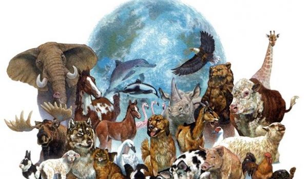 In the animal world
