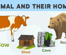 Tiere und ihre Häuser (wild und domestiziert)