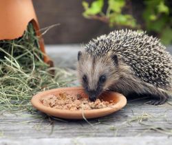 Dove vivono gli animali e che cosa mangiano?