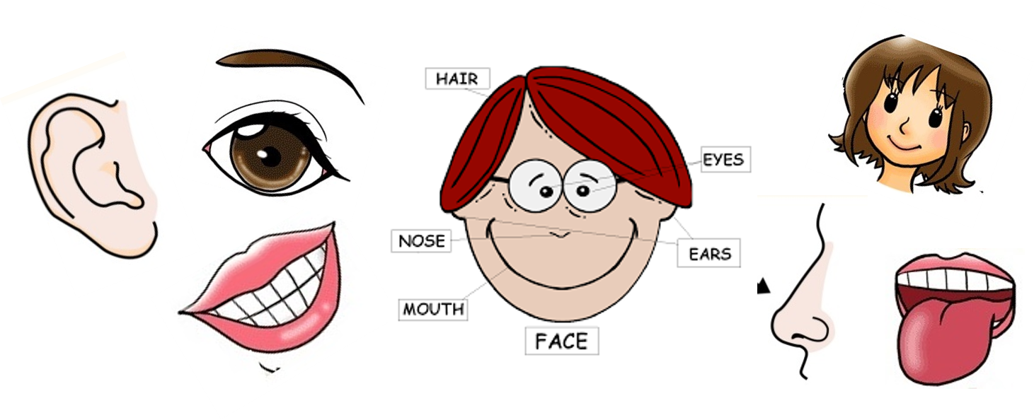 Partie Du Visage En Anglais www.albert-learning.com