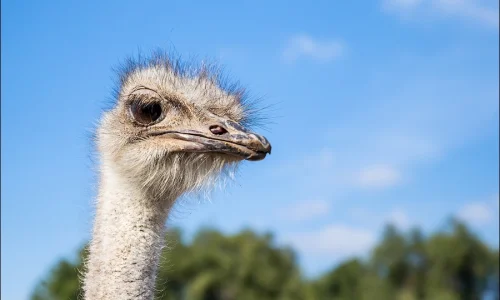 quale-animale-sono-io