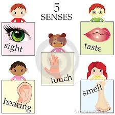 five-senses