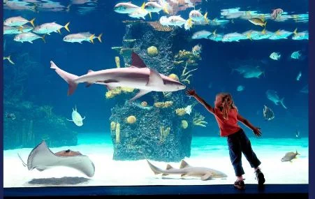una-visita-all-acquario
