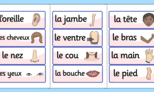 uznajte-kak-opisyvat-razlicnye-casti-tela