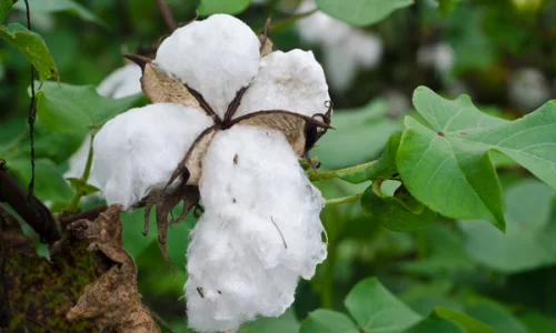 la-tragedie-du-coton-transgenique-de-l-inde