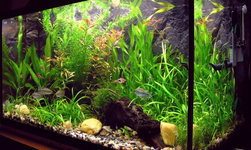 das-aquarium-besichtigen-beinhaltet-teil-1-und-ii