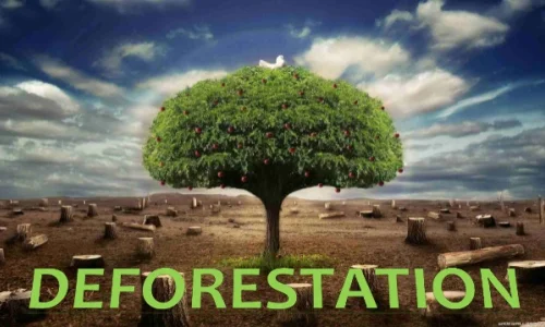deforestacion