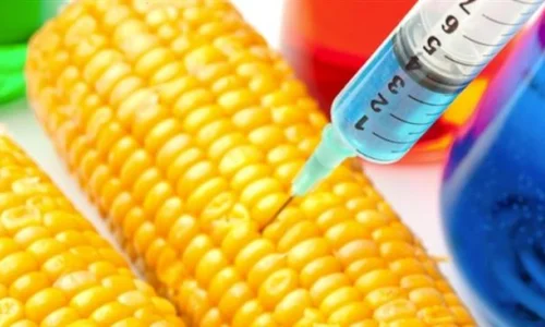 genetically-modified-crops