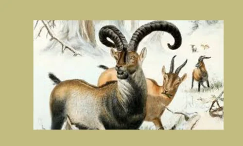 gone-forever-parte-1