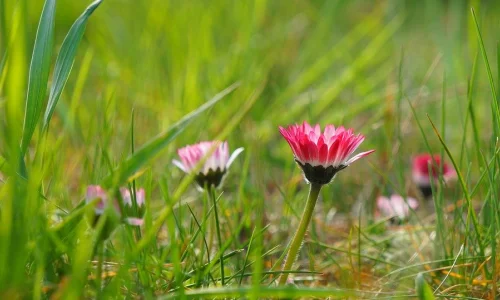 priroda-rastenia-i-cvety