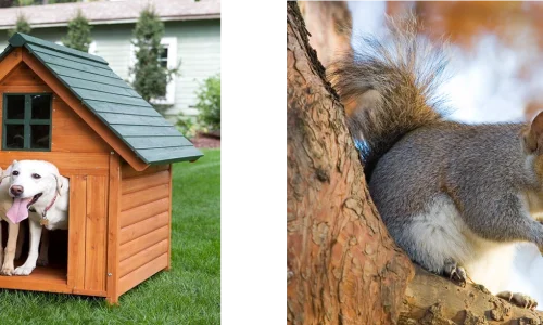 where-do-animals-live-and-what-do-they-eat