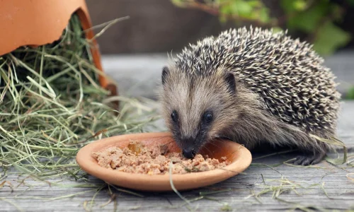 wo-leben-tiere-und-was-fressen-sie