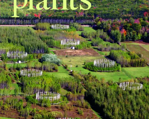 naturaleza-plantas-y-flores