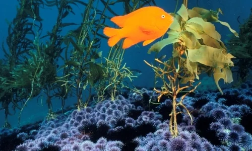 hai-yang-sheng-tai-xi-tong