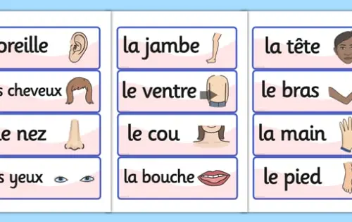 savoir-decrire-les-differentes-parties-de-son-corps