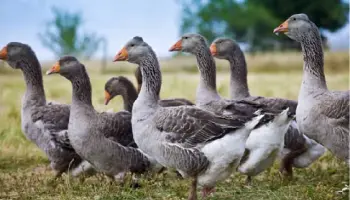 Il-tribunale-francese-esonera-di-crudelta-il-produttore-di-Foie-Gras