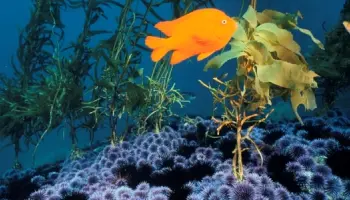 hai-yang-sheng-tai-xi-tong