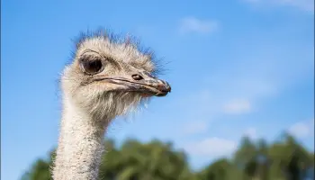 Quale-animale-sono-io