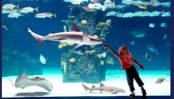 Ein-Besuch-im-Aquarium