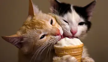 Donde-viven-los-animales-y-que-comen