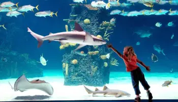 Une-visite-a-l-Aquarium-comprend-partie-1-et-II