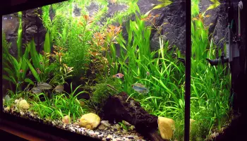 Das-Aquarium-besichtigen-beinhaltet-Teil-1-und-II