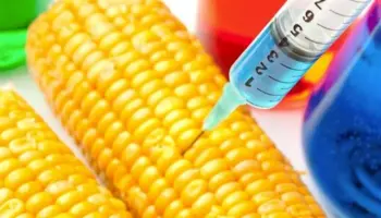 Genetically-Modified-crops