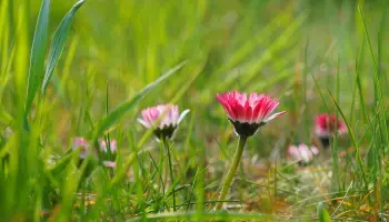 Priroda-rastenia-i-cvety