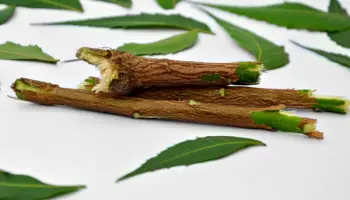 Traditionelles-Wissen-unter-dem-Gesetz