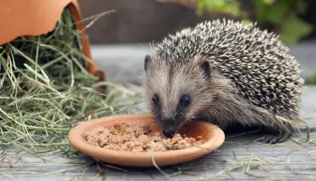 Wo-leben-Tiere-und-was-fressen-sie
